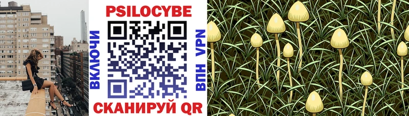 Купить закладки  Шелехов  Псилоцибиновые грибы прущие грибы 